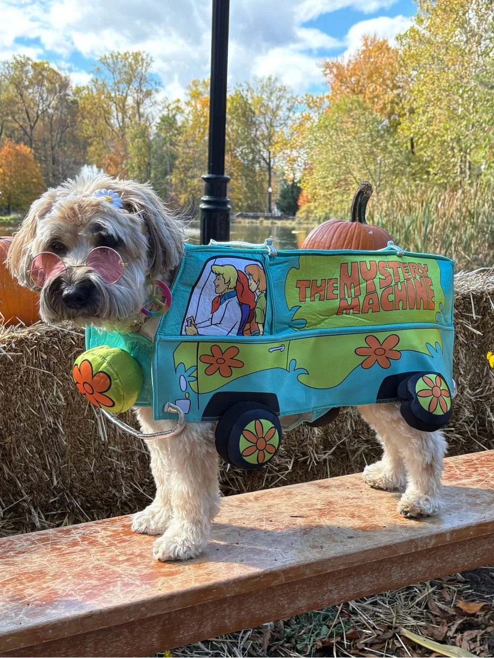Mystery Machine Foam Dog Costume - Blue/Green